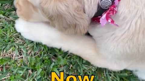 Stubborn Golden Retriever Won't Come In Out Of The Rain #shortsviral #dogshorts #goldenretriever