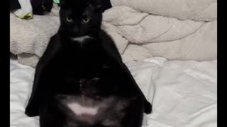 Cat Chided for Sitting in a Funny Way