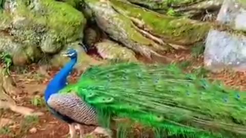 Very beautiful amazing birds