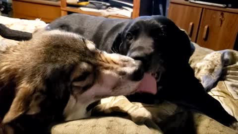 wolfdog and labrador retriever kisses