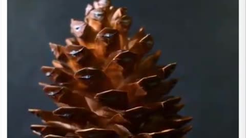 Pineal Gland - Pine Cone