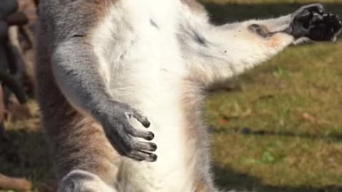 The ring-tailed lemur's sunbathing pose is amazing