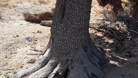 A 200 plus year old Joshua Tree in the California desert. 5/9/23