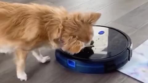 Put dog food on top of the robot and it will chase it