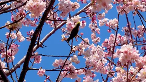 the flower dances