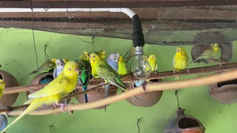 Newborn baby budgies || Budgies Parrot Breeding Farm