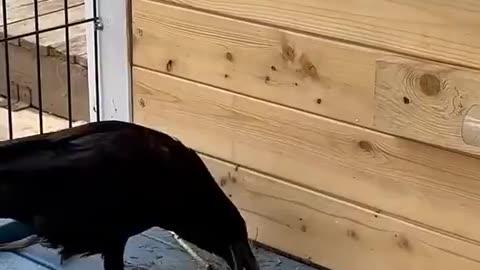 Crows Are Smart