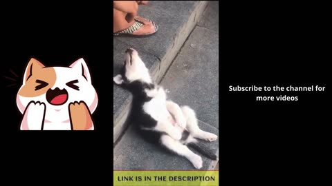 Try Not To Laugh | Funny Dogs Videos Compilation | Adorable Dogs 🐶