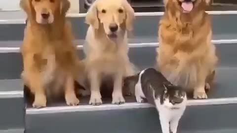 Dogs force a cat to take a picture with them