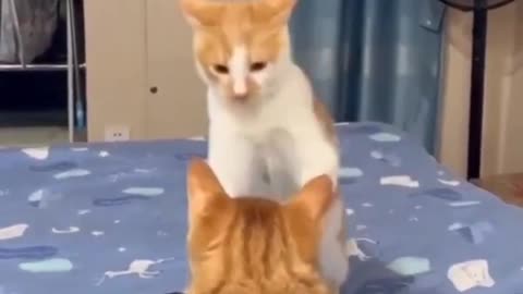 cute cat playing