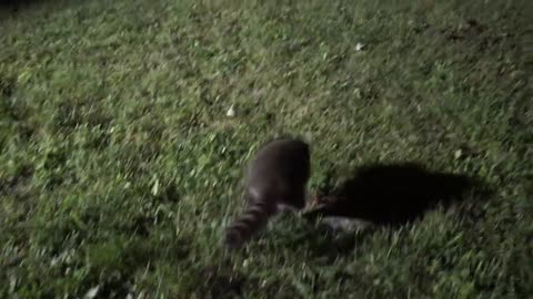 Baby raccoons being cute and playful