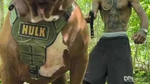 Hulk dog 🐕‍🦺