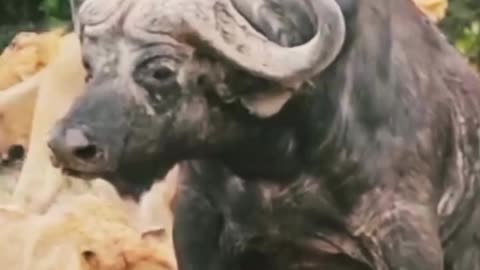 "Predator's Prey: Lion vs. Jangli Buffalo"