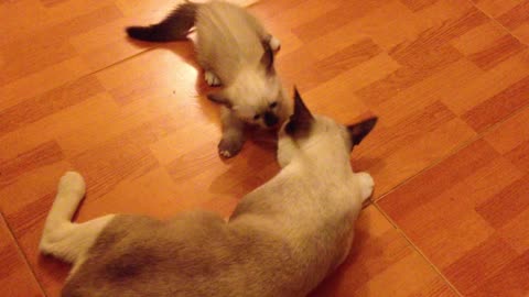 kitten plays with mather cat