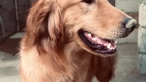 happy dog - golden retriever dog