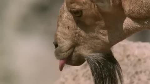 "🏔️💥 Unique Ibex Battles: Winner Throws Loser Down a 6000-Foot Cliff! Nature's Brutal Majesty! 😱🐐"