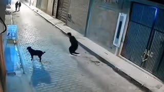 kung fu dog