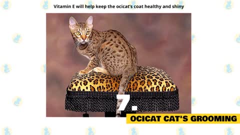 Ocicat Cats 101 : Fun Facts & Myths