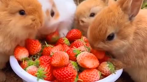 "Funny Bunny Eating Strawberries"