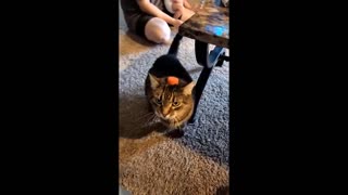 😂YOU LAUGH YOU LOSE! 😹Funny Moments Of Cats Videos Compilation - Funny Cats Life