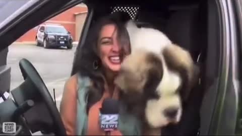 DOG INTERUPT LADY FROM DOING NEWS REPORT