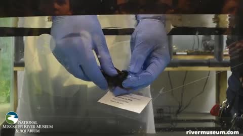 Baby shark hatches at Iowa aquarium