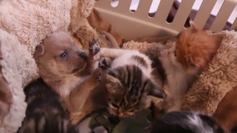 Newborn Puppy Adorably Bonds With New Cat Family
