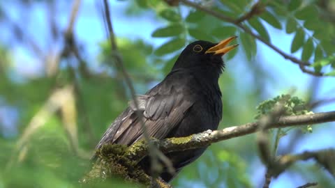 black bird singing