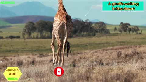 girafe