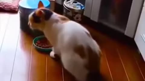 funny cats video 😍🤩