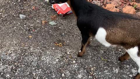 Goat Gets Trapped After Deep Diving Into Food Box