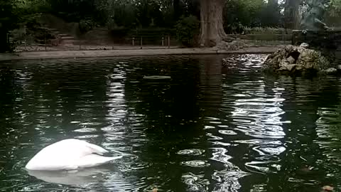 Watch the splendor of geese while swimming in the lake | Geese
