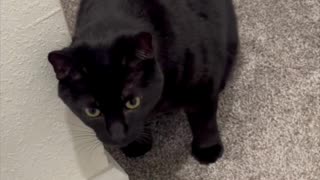 Adopting a Cat from a Shelter Vlog - Cute Precious Piper Does a Kitty Hug #shorts