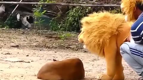fake lion