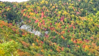 Foliage