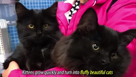 Stray Cat Brings All Her Kittens To A Woman Who Gave Her Food