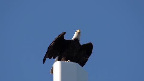 Eagle Takes Off