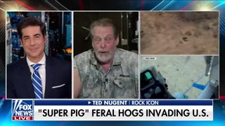 How Ted Nugent Would Handle a Pig Invasion!