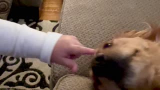 Golden Retriever and Grandson Show Each Other Love