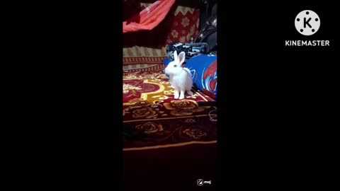 cute Khargosh video
