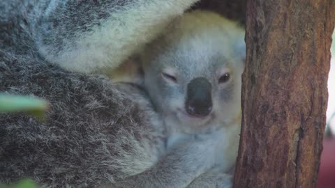 There's something amazing about this koala joey! Australia Zoo Life