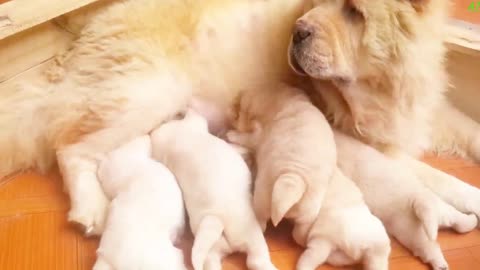 Cute dog adorable litter while breastfeeding