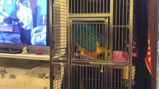 Macaw parrot - prison break
