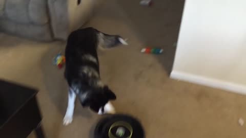 Siberian Husky challenges a Roomba