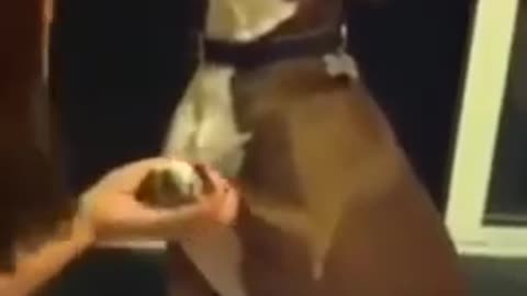 Funny Dog Tries Hard To Ignore Owner