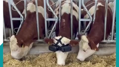 Virtual reality glasses increase the milk yield of cows