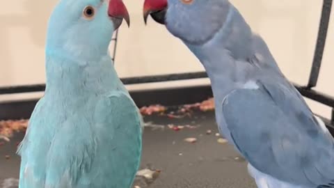 i love you #indianringnecksoftiktok #parrot #cute #foryou #fyp