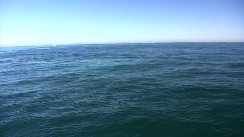 Blue Whale close encounter Newport Harbor California