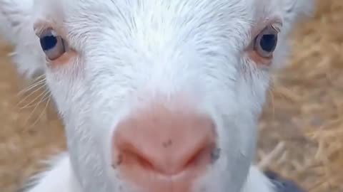 goat's_kid_sound_#shorts_#viral_#animals_#petlover_#animalsounds_#shortsvideo_#ytshorts_#viralvideo