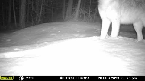 Coyote or Wolf?